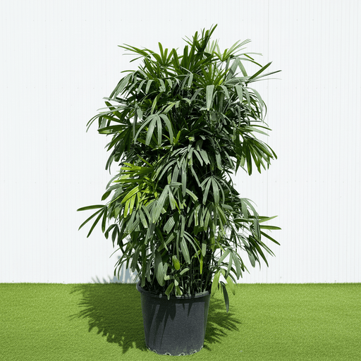 Lush Lady Palm "Rhapis Excelsa سيدة النخيل or Miniature Fan Palm" 2.5 - 3.0m - Greensouq -