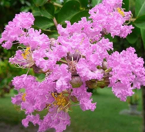 Lagerstroemia indica "Crape Myrtle" 1.5 - 1.8m - Greensouq - 