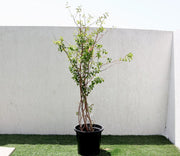 Lagerstroemia indica "Crape Myrtle" 1.5 - 1.8m - Greensouq - 