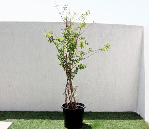 Lagerstroemia indica "Crape Myrtle" 1.5 - 1.8m - Greensouq - 