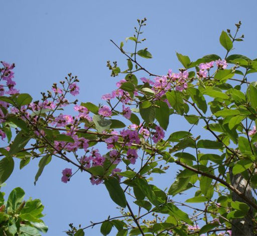 Lagerstroemia Loudonii, Salao Flower or Pink Flower Tree 3.5 - 4.0m - Greensouq - 