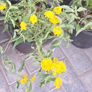 Lantana Camara | Dubai's Best Floral Display! - Greensouq -