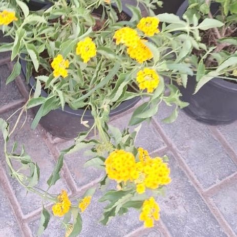 Lantana Camara | Dubai's Best Floral Display! - Greensouq -