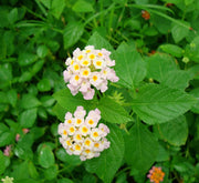 Lantana Camara, Pinkmound, West Indian Lantana 30 - 40cm - Greensouq - 