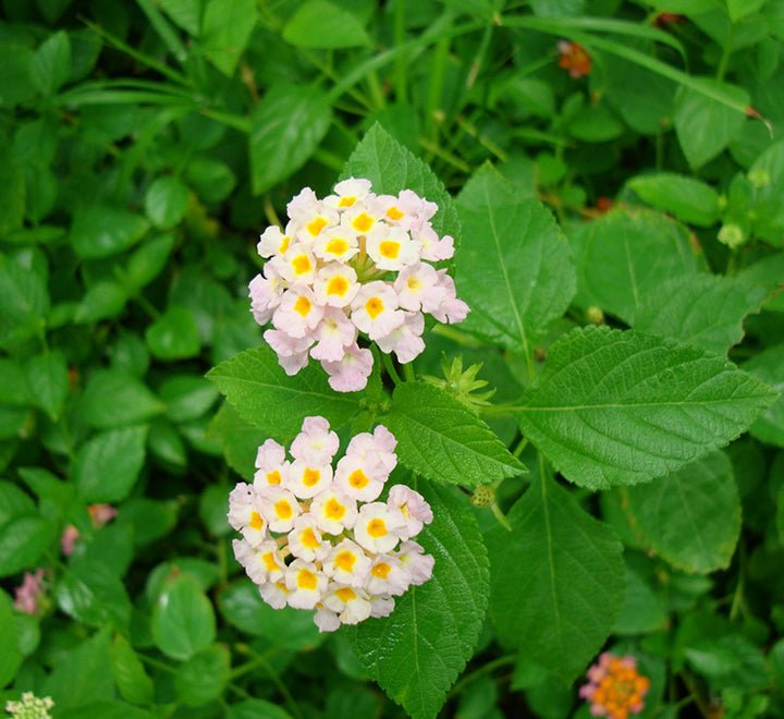 Lantana Camara, Pinkmound, West Indian Lantana 30 - 40cm - Greensouq - 