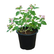 Lantana Camara, Pinkmound, West Indian Lantana 30 - 40cm - Greensouq - 