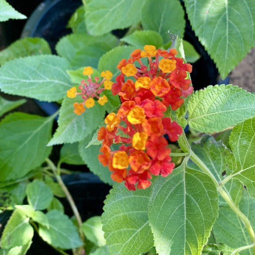 Lantana Camara "Red Sage" 30 - 40cm - Greensouq - 