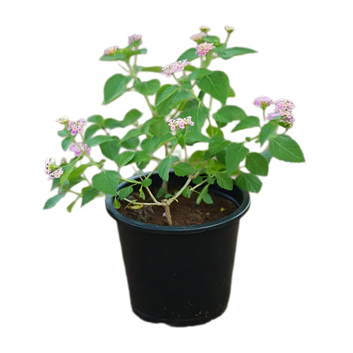 lantana pink greensouq