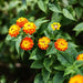 lantana red