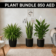 Large Air Purifying Plants Bundle in White Ceramics Pot | UAE's Premium Greens! - Greensouq - indoor