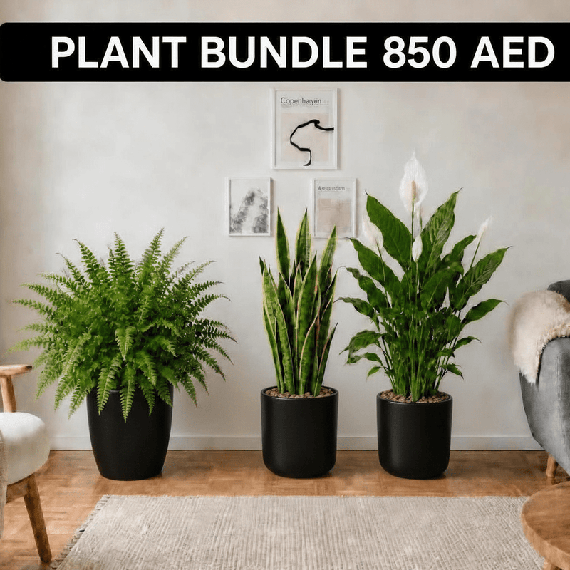 Large Air Purifying Plants Bundle in White Ceramics Pot | UAE's Premium Greens! - Greensouq - indoor