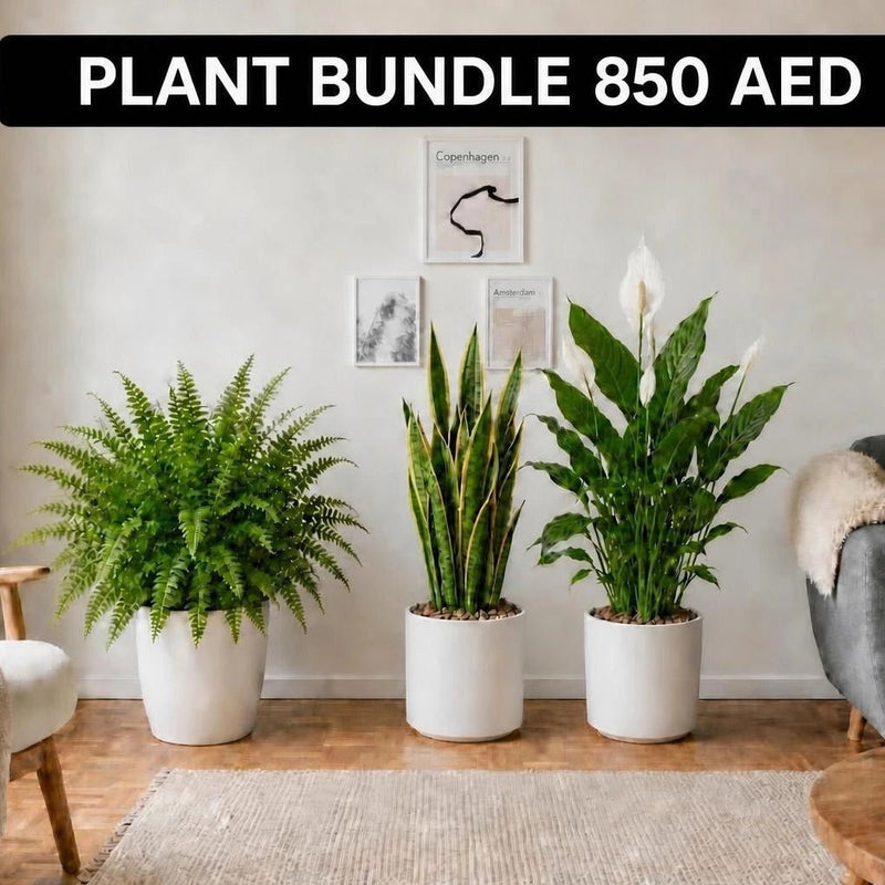 Large Air Purifying Plants Bundle in White Ceramics Pot | UAE's Premium Greens! - Greensouq - indoor