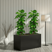 “Large Money Plant 100 - 120cm Pair in 90×30×50 GRP Planter” - Greensouq - 