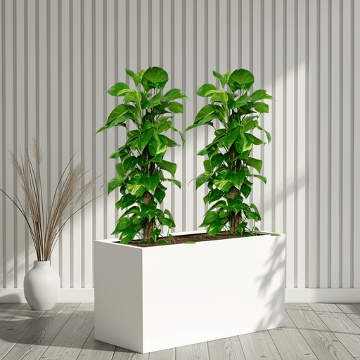 “Large Money Plant 100 - 120cm Pair in 90×30×50 GRP Planter” - Greensouq - 