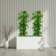 “Large Money Plant 100 - 120cm Pair in 90×30×50 GRP Planter” - Greensouq - 