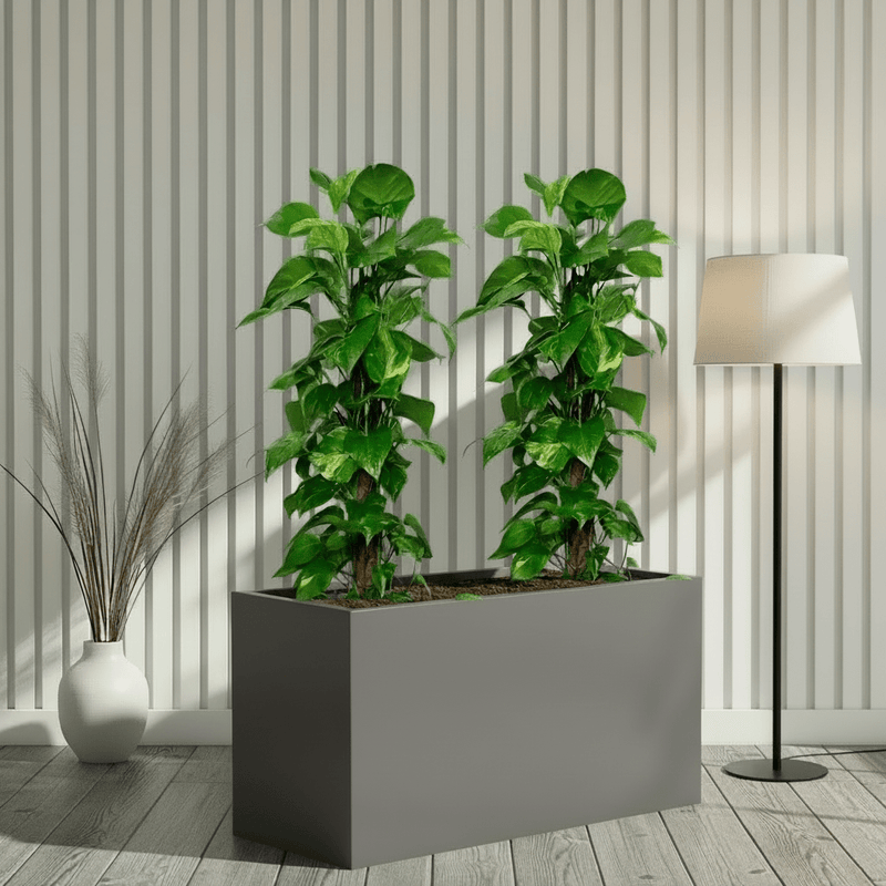 “Large Money Plant 100 - 120cm Pair in 90×30×50 GRP Planter” - Greensouq - 