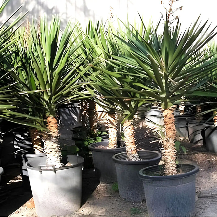 Yucca Filifera "Yucca Aloifolia"