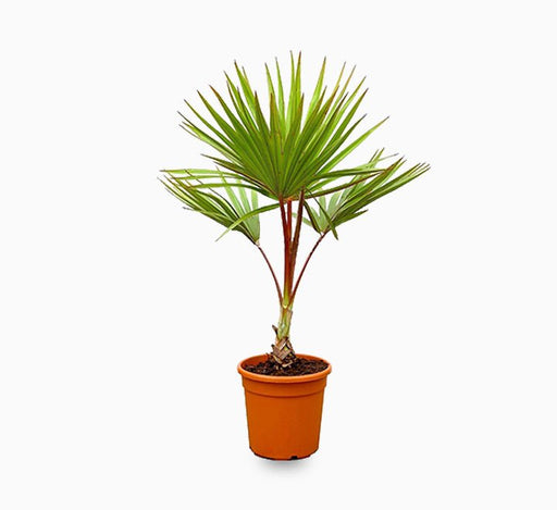 Latania Lontaroides or Red Latan Palm - Greensouq - 