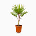 Latania Lontaroides or Red Latan Palm - Greensouq - 