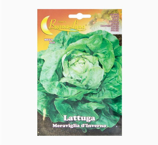 Lattuga Meraviglia Inverno Mega Pack - Greensouq - 