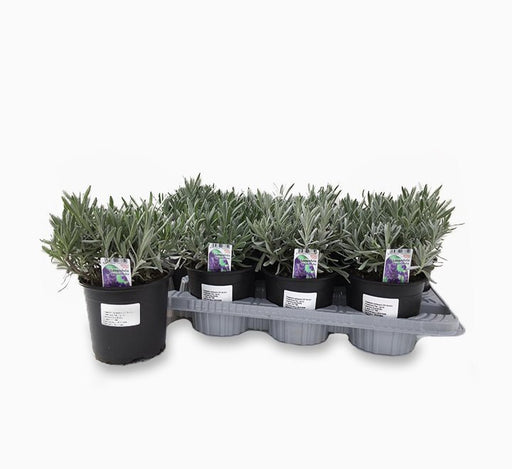 Lavender Herb (Full to Partial Shade) - Greensouq - 