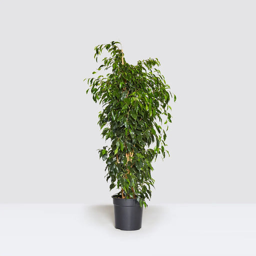 Ficus benjamina “Weeping Fig”