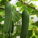 Cucumber Agrimax Seeds