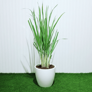 Lemon Grass / Citronella or Cymbopogon Citratus 40 - 60cm عشبة ليمون. - Greensouq - 