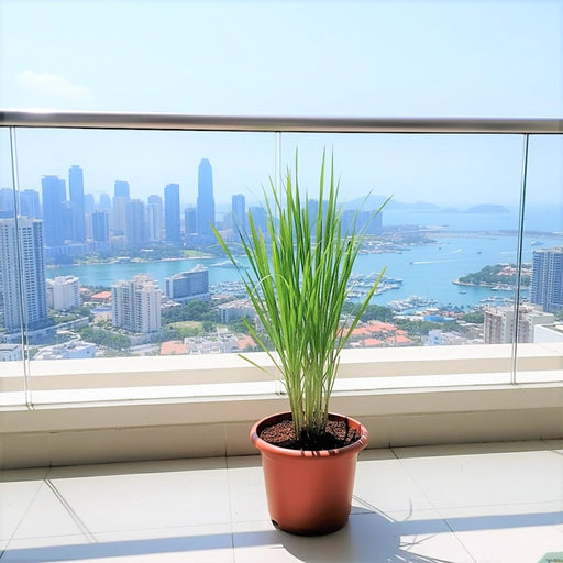 Lemon Grass / Citronella or Cymbopogon Citratus 40 - 60cm عشبة ليمون. - Greensouq - 