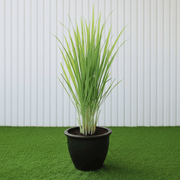 Lemon Grass / Citronella or Cymbopogon Citratus 40 - 60cm عشبة ليمون. - Greensouq - 