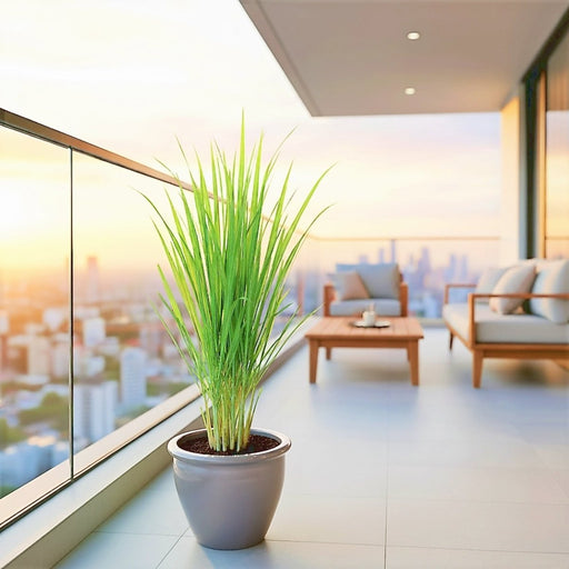 Lemon Grass / Citronella or Cymbopogon Citratus 40 - 60cm عشبة ليمون. - Greensouq - 