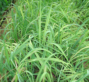 Lemon Grass, Citronella or Cymbopogon citratus 40 - 60cm عشبة ليمون - Greensouq - 