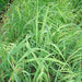 Lemon Grass, Citronella or Cymbopogon Citratus 40 - 60cm عشبة ليمون. - Greensouq - 
