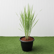 Lemon Grass / Citronella or Cymbopogon Citratus 40 - 60cm عشبة ليمون. - Greensouq - 