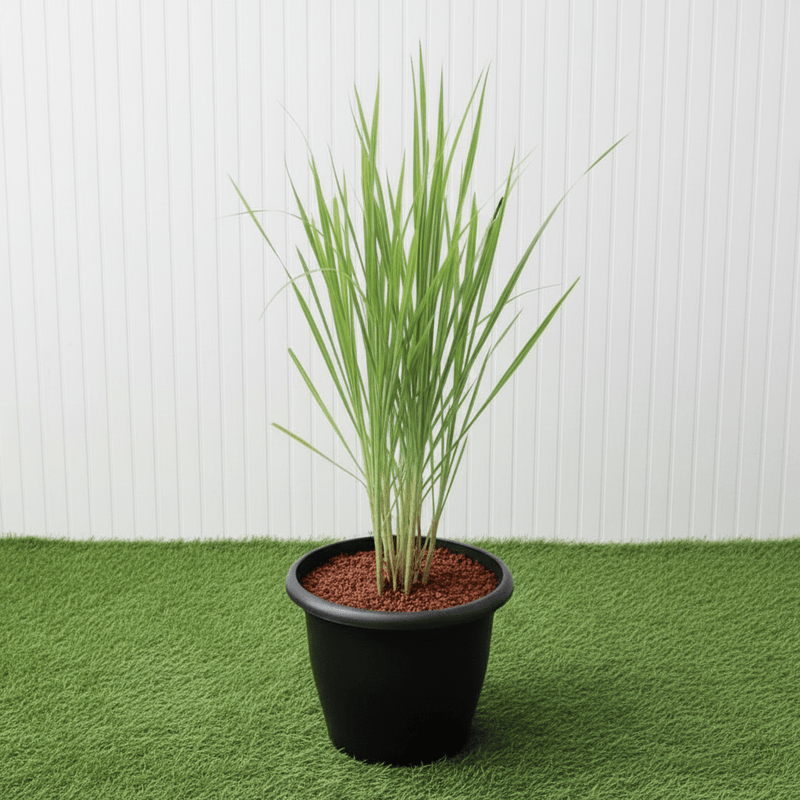 Lemon Grass / Citronella or Cymbopogon Citratus 40 - 60cm عشبة ليمون. - Greensouq - 