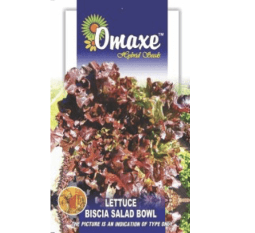 Lettuce Biscia "Salad Bowl" Hybrid Seeds by Omaxe - Greensouq - 