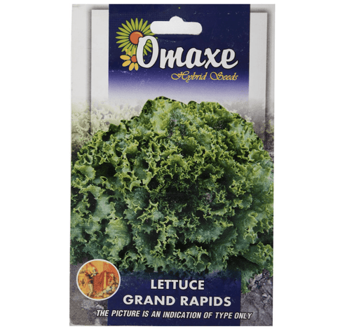 Lettuce Grand Rapids Hybrid Seeds by Omaxe - Greensouq - 
