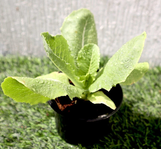 Lettuce "Lactuca" Plant in V9 pot - Greensouq - 