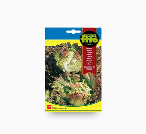 Lettuce Summer Marvel - Fito - Greensouq - 
