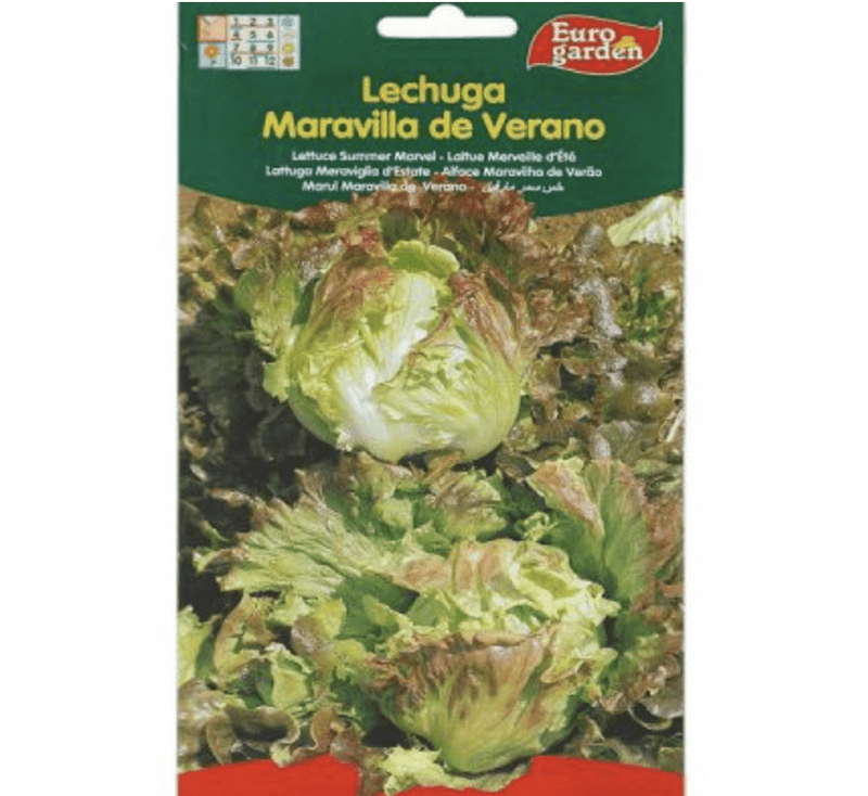 Lettuce Summer Marvel Premium Quality Seeds by EuroGarden - Greensouq - 