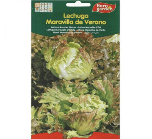 Lettuce Summer Marvel Premium Quality Seeds by EuroGarden - Greensouq - 