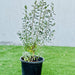 Leucophyllum Frutescens "Texas Sage" - Greensouq - 