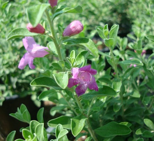 Leucophyllum Frutescens "Texas Sage" - Greensouq - 