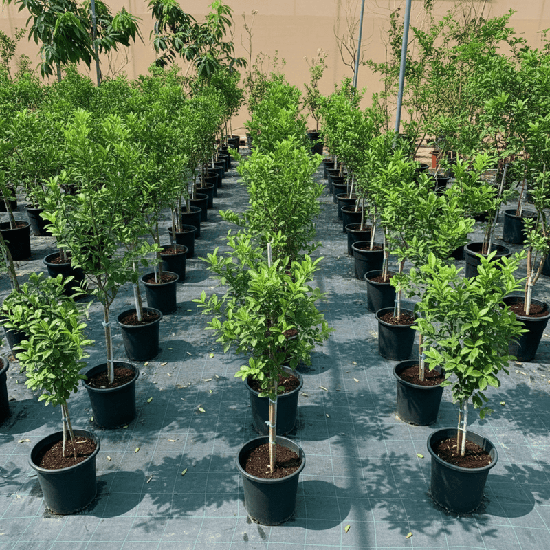 Lime Tree 'Binzaheer' ليمون بن زهير - Greensouq - 