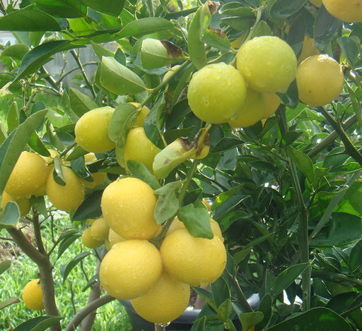 Lime Tree 'Binzaheer' ليمون بن زهير - Greensouq - 