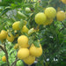Lime Tree 'Binzaheer' ليمون بن زهير - Greensouq - 