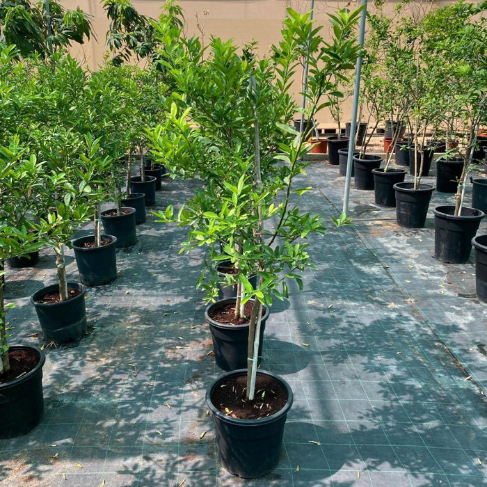Lime Tree 'Binzaheer' ليمون بن زهير - Greensouq - 