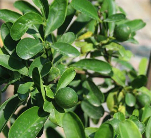 Lime Tree 'Binzaheer' ليمون بن زهير - Greensouq - 
