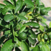 Lime Tree 'Binzaheer' ليمون بن زهير - Greensouq - 