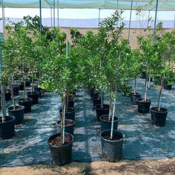 Lime Tree 'Binzaheer' ليمون بن زهير - Greensouq - 